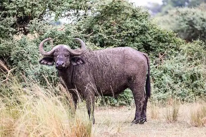 African Buffalo